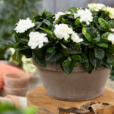 Gardenia Jasminoides Cape Jasmine Fragrant Indoor Houseplant Supplied in 9cm Pot