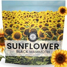 250 PCS Black Mammoth Sunflower Seeds Helianthus Annuus 1 Ounce Packet 301.92 per gallon