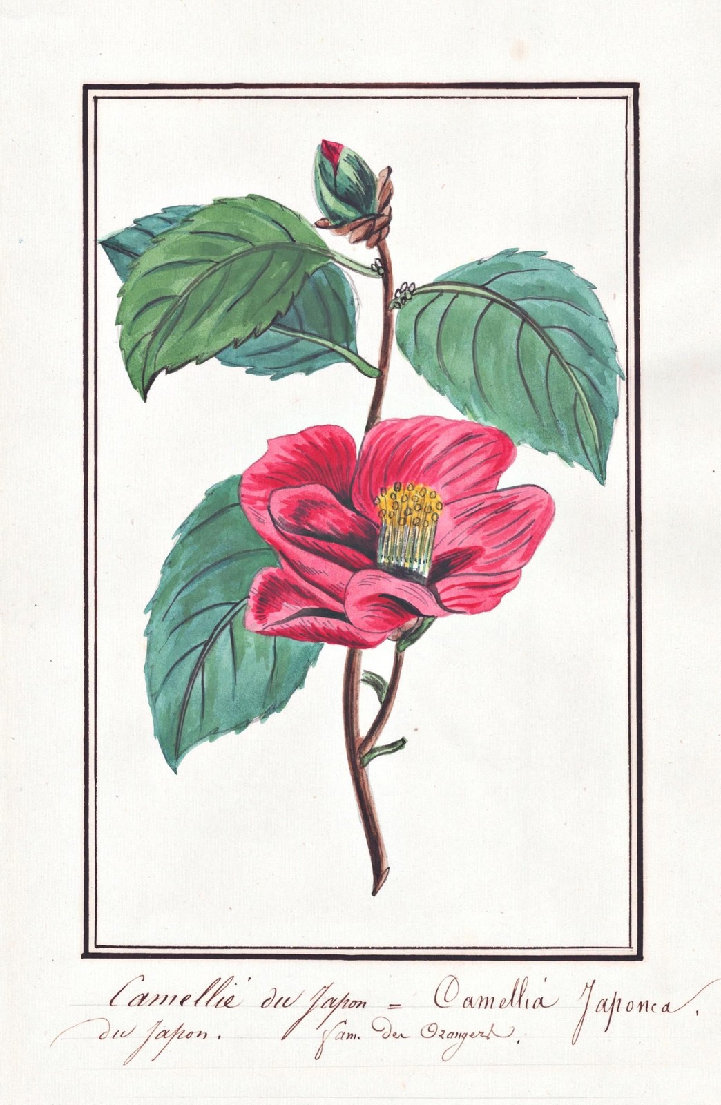 Camelea Japonesa Flor Botánica Acuarela Dibujo 1830