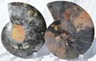 Large Ammonite Pair Crystals 110myo Dinosaur age FOSSIL XXL 176mm 7.0" 9545ee — photo 3