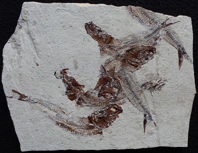 Ginsburgia operta - Mass Mortality 6 specimens - Great Color - Fossils Lebanon