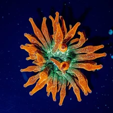 Ultra Speckled Orange Bubble Tip Anemone – Live BTA | Reef Safe Saltwater Coral