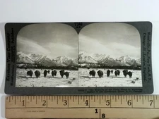Keystone View Stereoview Bison in Snowbound Canadian Landscape T340 10692