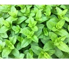 SPEARMINT  Seeds 500+ SEEDS BUY 4 ITEMS FREE SHIPPING