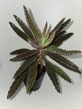 Mother of Thousands Alligator Live Plant 3 to 5 inches tall, Succulent, Kalancho