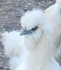 6+ White Silkie Hatching Eggs Freshly Laid Ready For Incubation