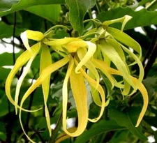 Cananga odorata YLANG YLANG - FRAGRANT FLOWERS - Seeds!