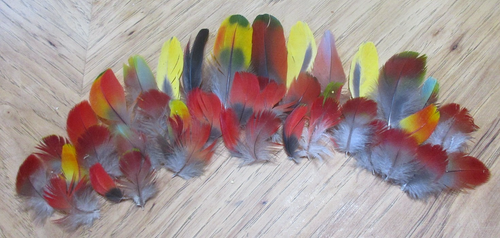 38 piume corpo ara scarlatta
