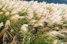 200+ Chinese Silvergrass Seeds for Planting - Ornamental Grass Stunning Silver