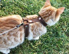 Leather Cat Harness, Harness Escape Proof Leash Trainer for Cats Collar