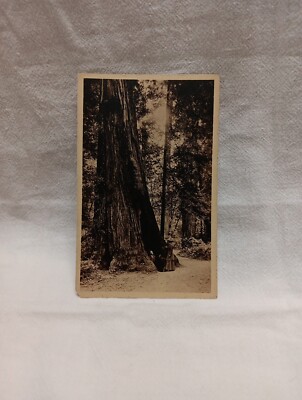  Muir Redwood Marriage Proposal  Muir Woods California Sequoia Tree VGd