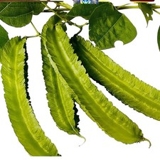 Winged Bean 20 Seeds  Kamranga Seem Seeds For Planting