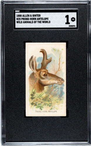 1888 N25 Allen & Ginter Prong-horn Antelope Wild Animals of the World SGC 1 - Picture 1 of 6
