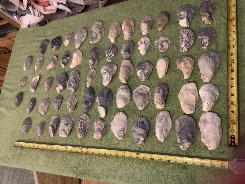 Lot of 58 Atlantic Oyster Shells 2.5 To 4.75 Inch Long Craft Art