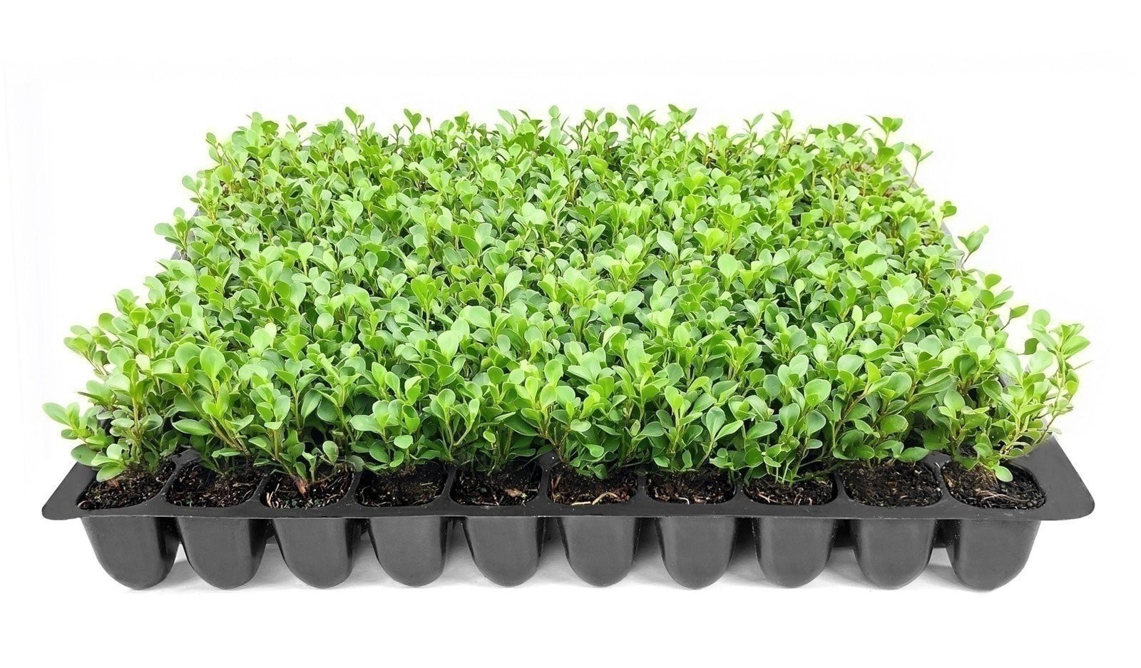 Boxwood Wintergreen |2 Inch | Buxus sinica | Formal Hedge | 