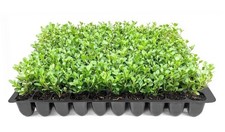 Boxwood Wintergreen |2 Inch | Buxus sinica | Formal Hedge