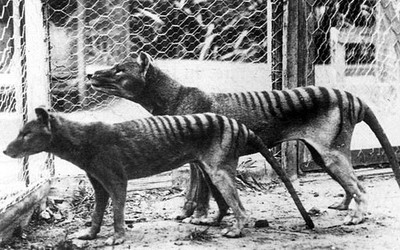 Exinct Animal The Tasmanian Tiger c1930s No 5 Old Photo