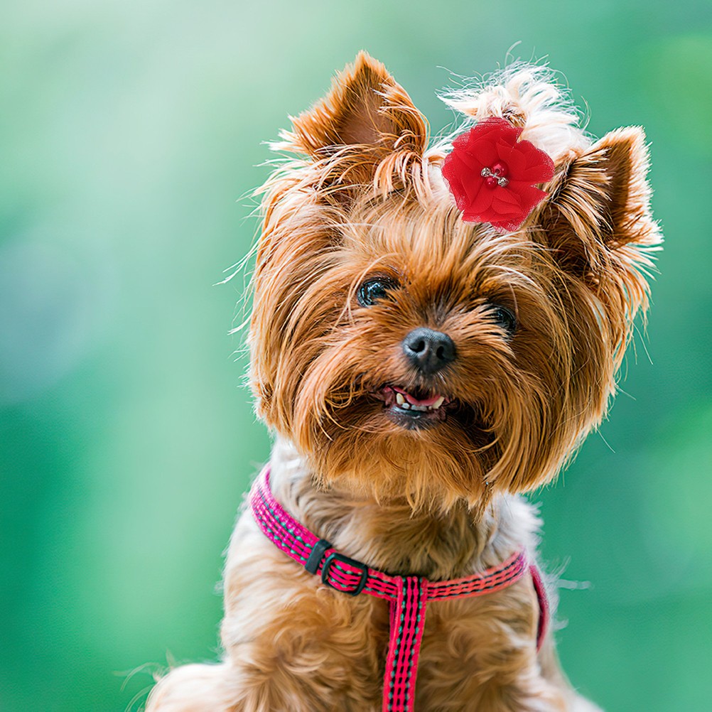 12 accessori per cani - toelettatura e stile foto 3