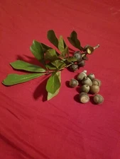 10 WATER OAK ACORNS - Quercus nigra Seed Plant Craft 