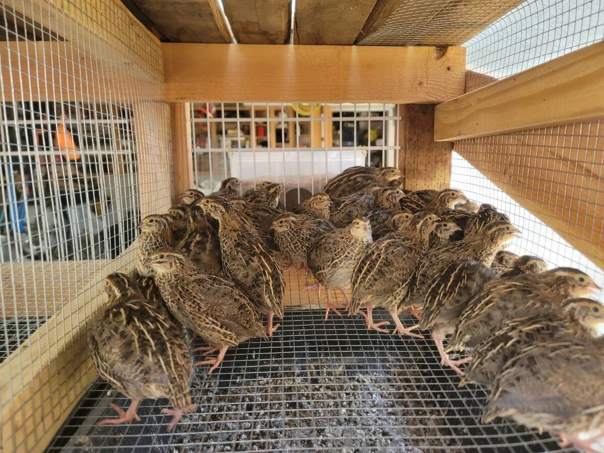 12 Fertile Coturnix Quail Hatching Eggs Centre Point Sabah