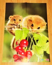 ✿TIER-POSTER HASELMAUS A2✿Lachen✿Hobby-Fotografie✿Willi Wurm✿Medizini 5.11✿