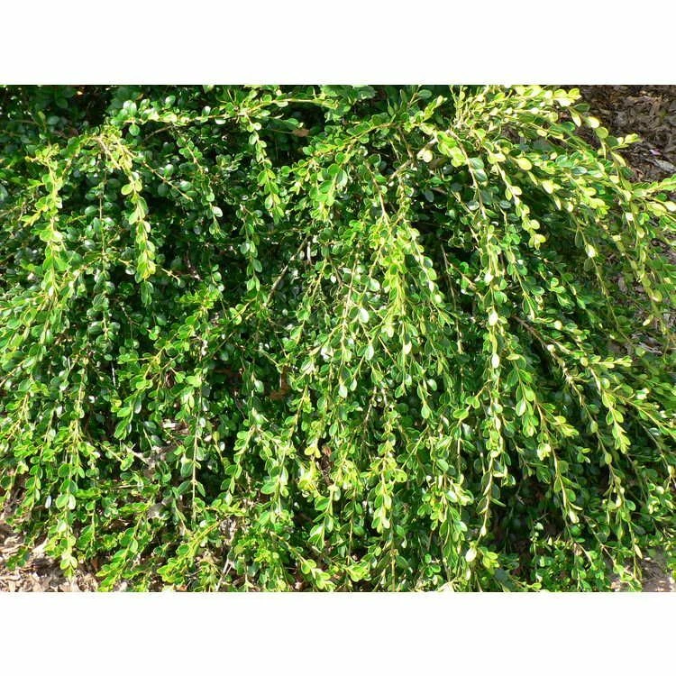 Unraveled Weeping Boxwood ( Buxus ) - Live Plant - ( 1 QT ) - Image 2 of 4