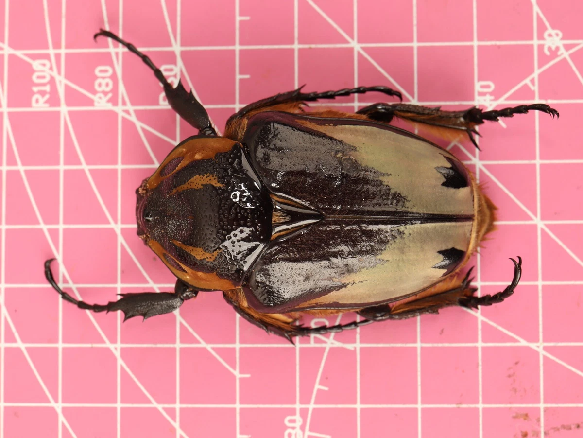 Goliathus Beetle for sale | eBay