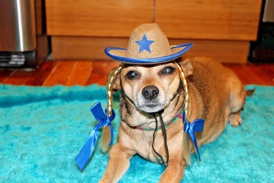 dog cowgirl hat