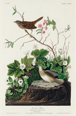 12097.Poster print or canvas wall decor design.Audubon birds.Lincoln Finch