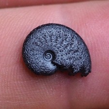 Ammonite Hematite 14 mm Morocco Jurassic Fossil Ammoniten 3959