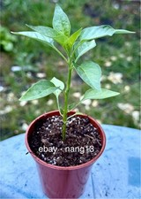 2 x Bird's Eye Chilli Pepper Plant 7cm Pot