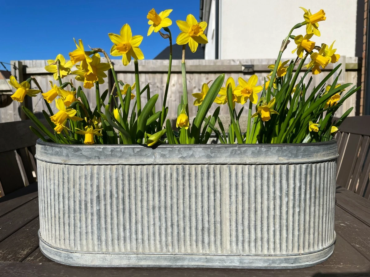 Galvanized planters deals