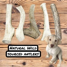 5 PACK MEDIUM DEER ANTLER DOGS CHEWS. ALL NATURAL DEER ANTLER CHEWS 5-7  
