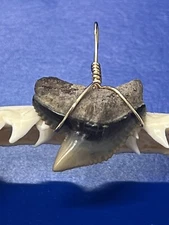 SHARK TOOTH PENDANT Fossilized 1 Inch TIGER Shark Tooth 