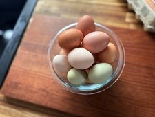 6  fertile assorted hatching eggs READ DESCRIPTION