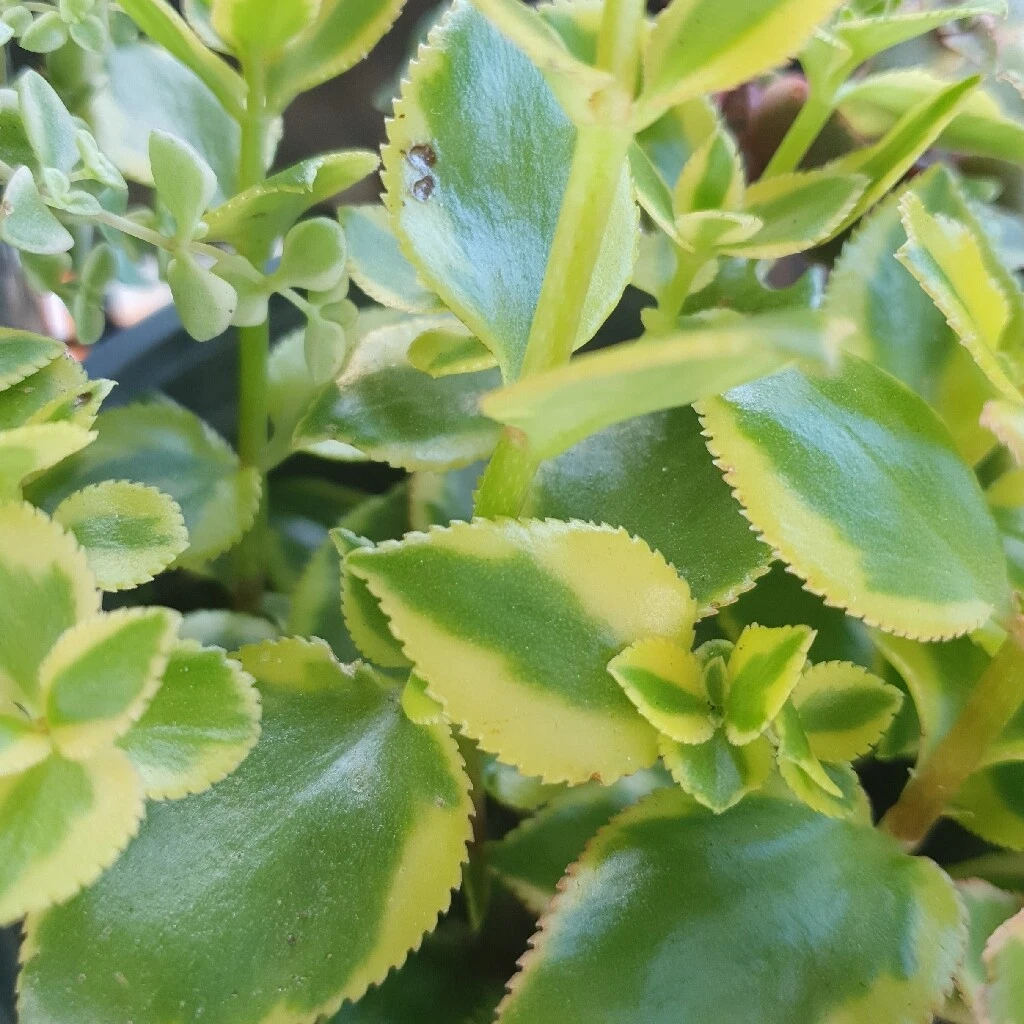 Picture 13 of 26