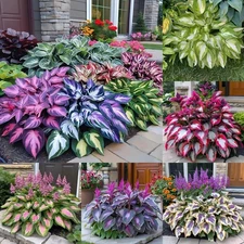 330+ Mixed Color Hosta Seeds for Planting - Shade-Tolerant 