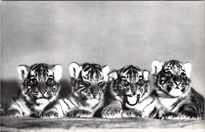 Four TIGER Cubs, Bronx Zoo, NEW YORK CITY, New York Postcard
