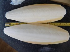 Natural Cuttlebone for Birds - Calcium Treats for Cockatiels Parrots