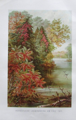1887 Herbstliches Laub am Erie See - Lithografie Bild Druck Print Botanik Natur