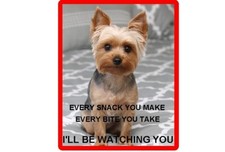 Funny Dog Yorkie Yorkshire Snacking Fridge  / Tool Box Magnet / Gift Card Insert