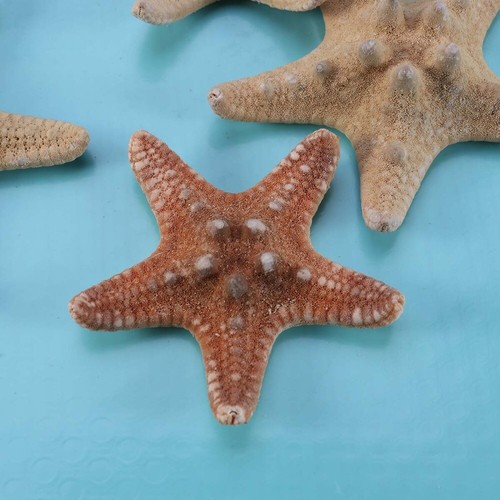 4 Pcs Pool Party Sea Star for Photography Artificial Ocean Creatures eBay