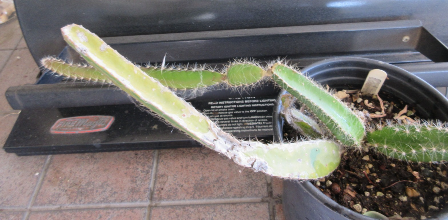Deamia Selenicereus testudo rooted plant #6 with new growth | eBay