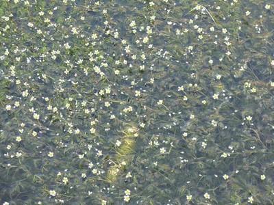 Photo A3 Water Crowfoot at Luskentyre Losgaintir Possibly the Brackish-W c2016