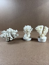 Lot Of 3 Coral Natural White Sea Tree Coral Fossils Good Condition