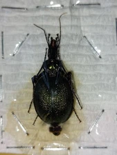 1ex.  Scaphinotus Viduus. Cychrus. Carabidae,