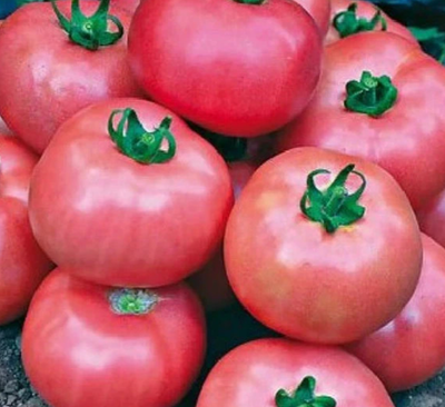 #ad #ad BRADLEY TOMATO SEEDS 150 DETERMINATE vegetable GARDEN great FOR canning RARE $2.15