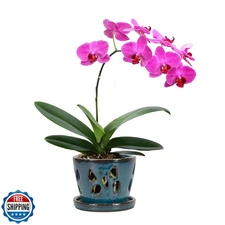 WandW Orchid Pot with Holes and Saucer for Repotting, 5 Inches, T