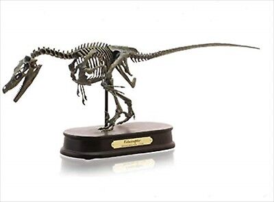 Favorite 70106 Velociraptor Skeleton Model 1/20 Polyresin figure Dinosaur Model | eBay