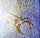 Rare 11cm complete larval lobster  Palpipes cursor: Jurassic, Solnhofen, Germany